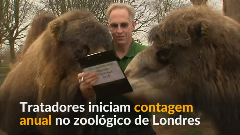 Vídeo: Tratadores iniciam contagem anual no zoológico de Londres