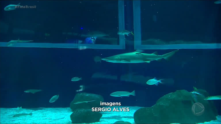 Vídeo: Aquário do Rio de Janeiro oferece mergulho com os tubarões