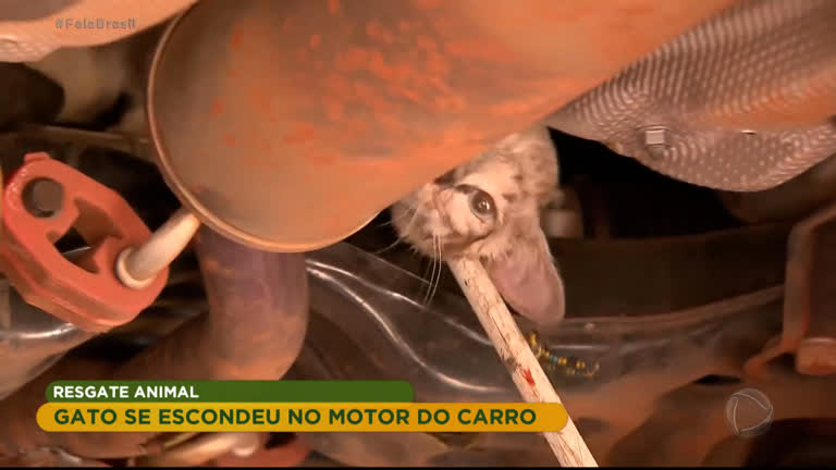 Vídeo: Gatinho é resgatado após se esconder em motor de carro