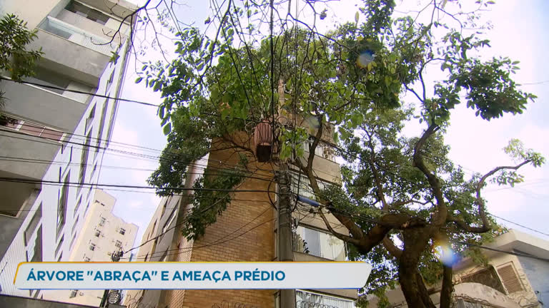 Árvore ameaça prédio na região Oeste de Belo Horizonte - R7