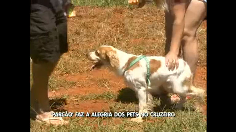 Vídeo: Parque é criado para cães correrem e brincarem livre de coleiras