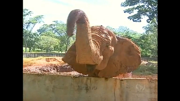 Vídeo: Justiça determina que zoológico de Brasília devolva animais resgatados de circo