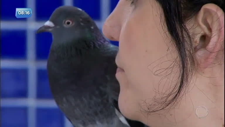Vídeo: Mulher cria pombos como bicho de estimação