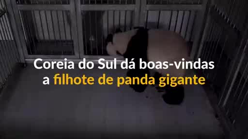 Vídeo: Panda gigante chinesa dá à luz em zoológico na Coreia do Sul