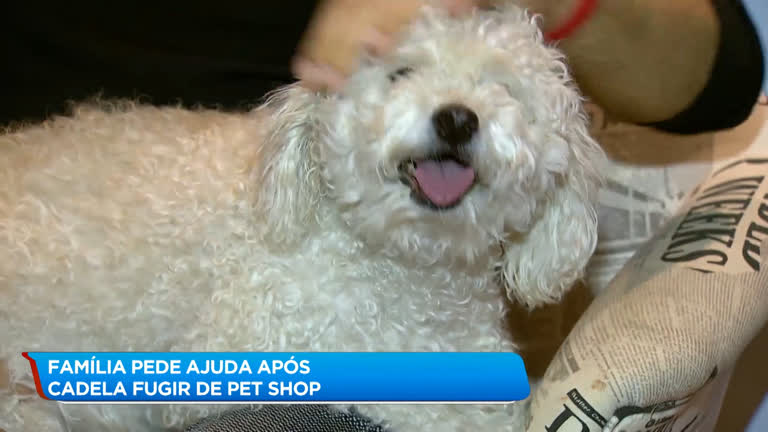 Vídeo: Cachorra some após ser levada para pet shop em Contagem (MG)