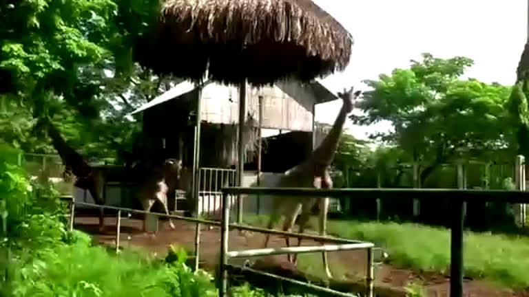 Vídeo: Zoológico mais antigo do Vietnã luta para arrecadar fundos