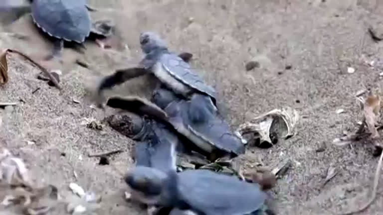 Vídeo: Mudança climática ameaça tartarugas marinhas no Chipre