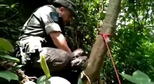 Vídeo mostra bicho preguiça sendo devolvido à natureza em SP Notícias R São Paulo