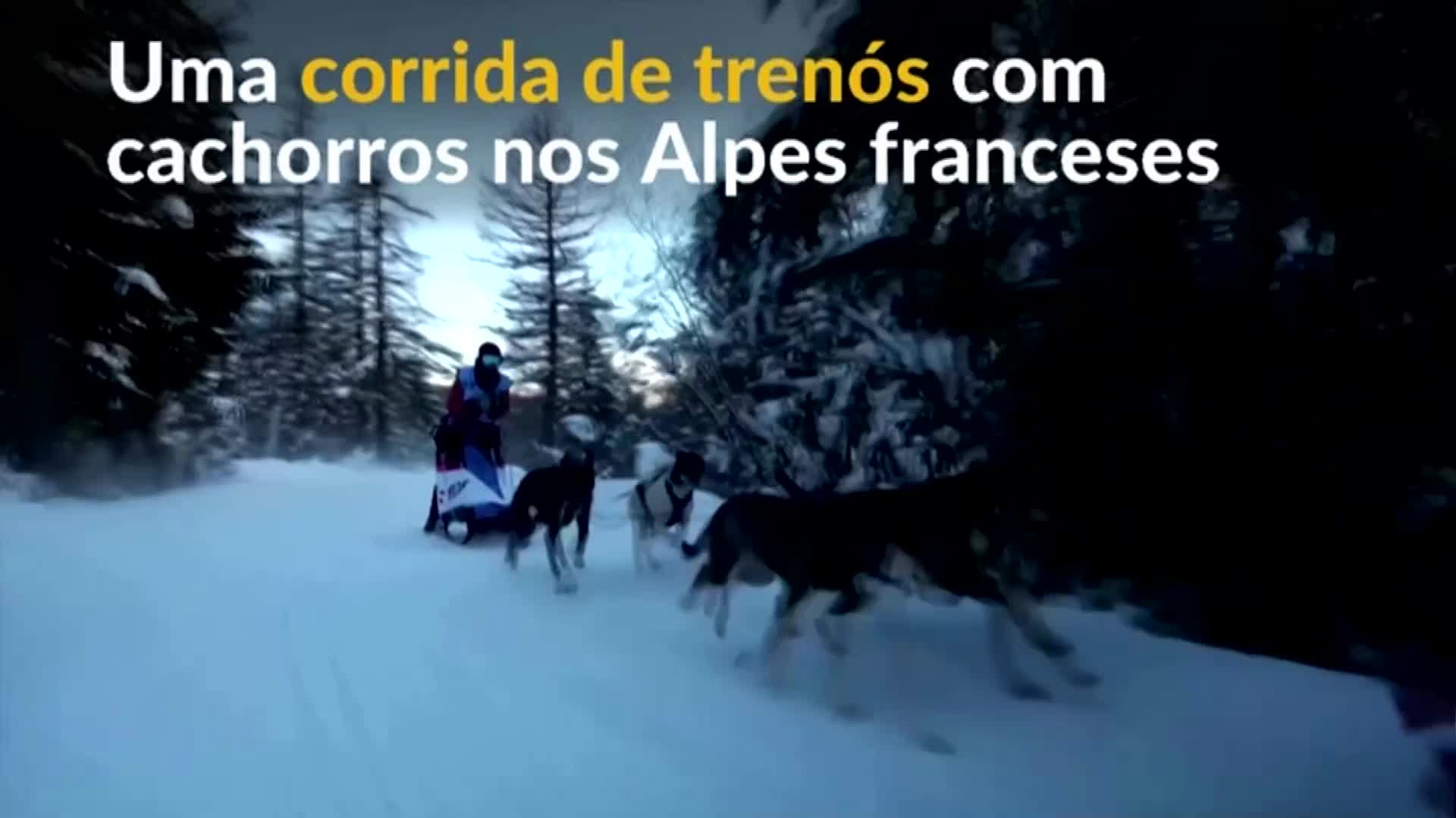 Uma corrida de trenós com cães dos Alpes franceses