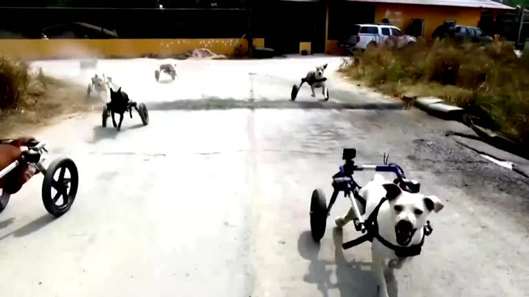 Vídeo: Cães com deficiência correm com ajuda de cadeira de rodas