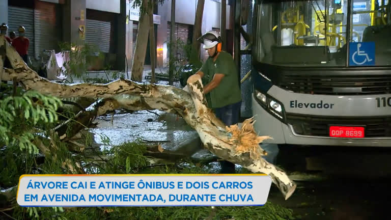 Vídeo: Árvore cai e atinge ônibus e dois carros durante chuva em BH
