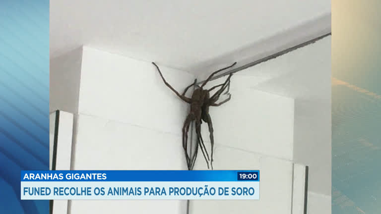 Vídeo: Funed recolhe aranhas para análise em Belo Horizonte