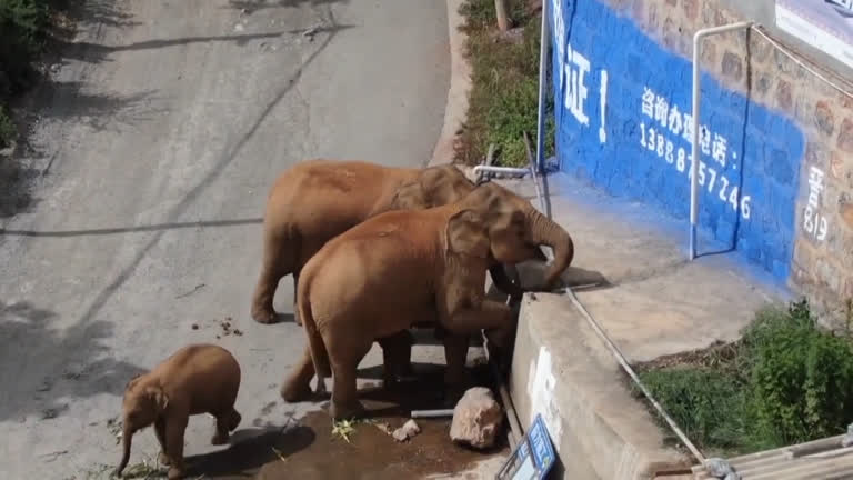 Vídeo: Caminhões tentam controlar manada de elefantes na China