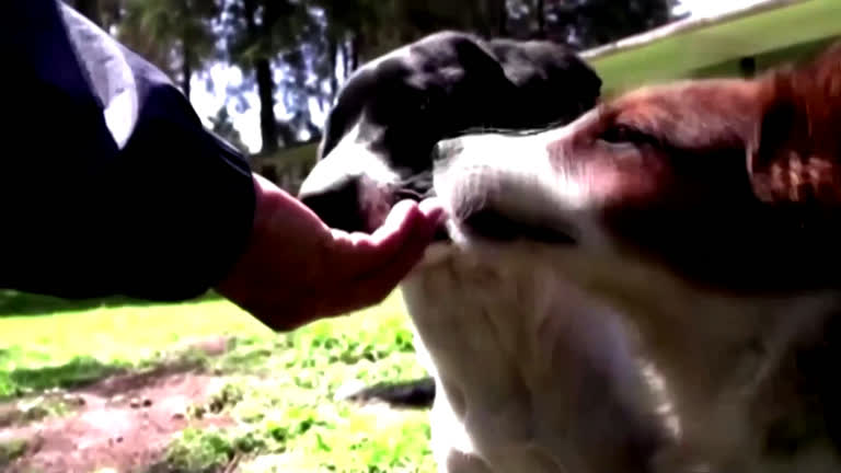 Vídeo: Cachorros de rua encontram novos lares graças ao exército mexicano