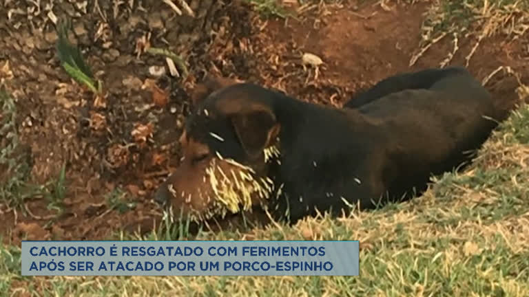 Vídeo: Cachorro é resgatado com ferimentos após ser atacado por porco-espinho