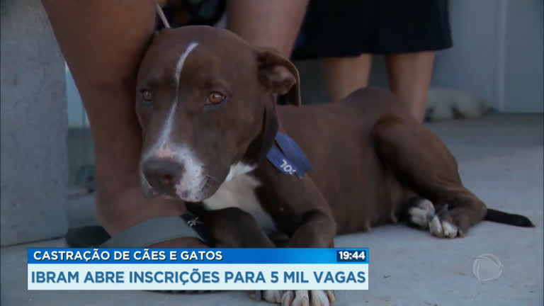 Vídeo: Abertas 5 mil vagas para castração de cães e gatos no DF
