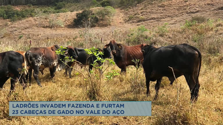Vídeo: Fazenda é invadida e ladrões levam 23 cabeças de gado em Dionísio (MG)