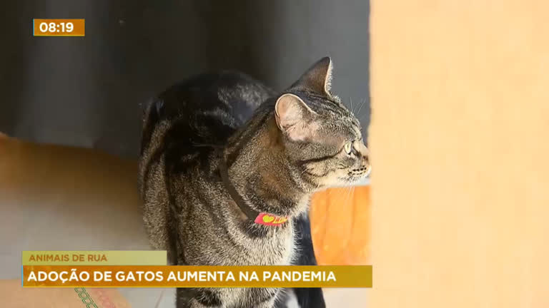 Vídeo: Adoção de gatos aumenta em 40% no DF durante pandemia