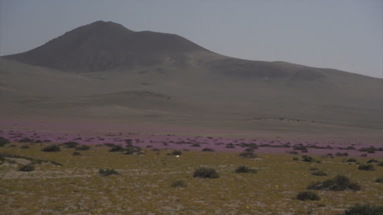 Vídeo: Flores surpreendem a ciência e brotam no deserto do Atacama