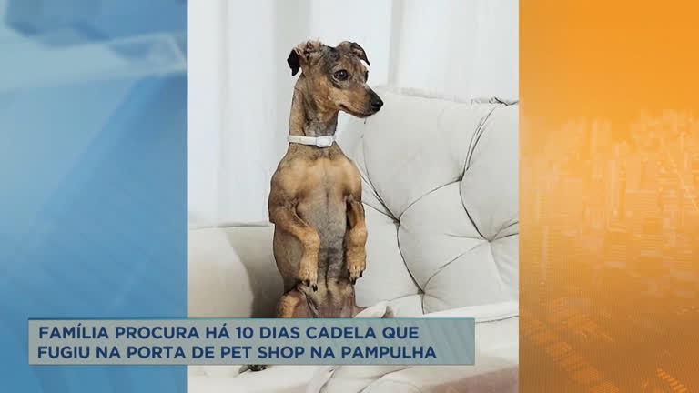 Vídeo: Família pede ajuda para encontrar cão que fugiu de pet shop em BH