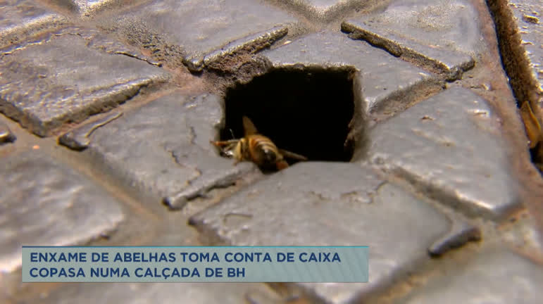 Vídeo: Enxame de abelhas em calçada leva risco a moradores de bairro em BH