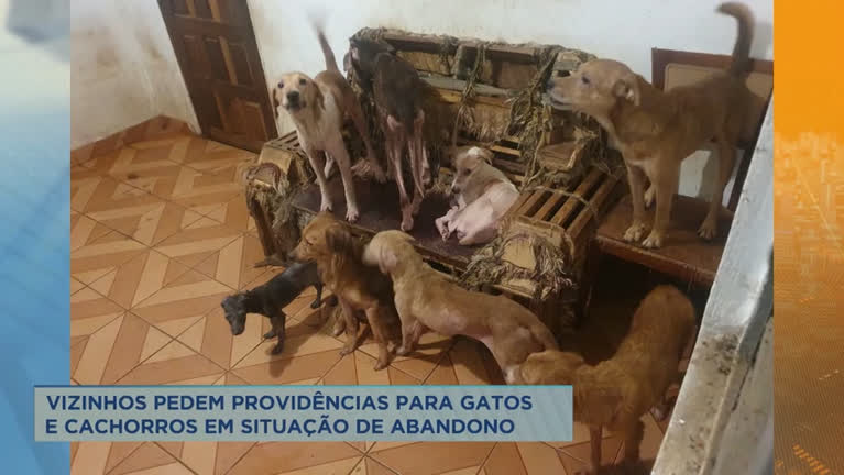 Vídeo: Moradores de Santa Luzia (MG) denunciam animais abandonados em casa
