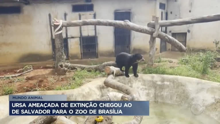 Vídeo: Ursa ameaçada de extinção chega ao zoológico de Brasília