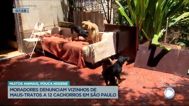 Vídeo: Vizinhos denunciam casal por maus-tratos contra 12 cachorros