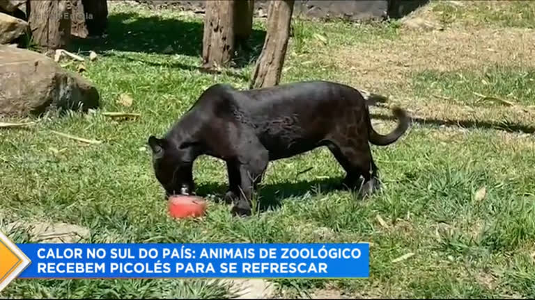 Vídeo: Animais de zoológico do RS ganham picolés para se refrescar do calor
