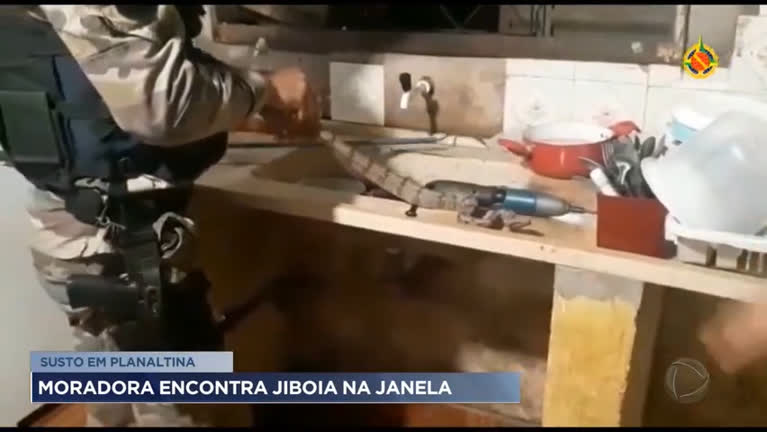 Vídeo: Moradora encontra jiboia na janela de casa, em Taguatinga