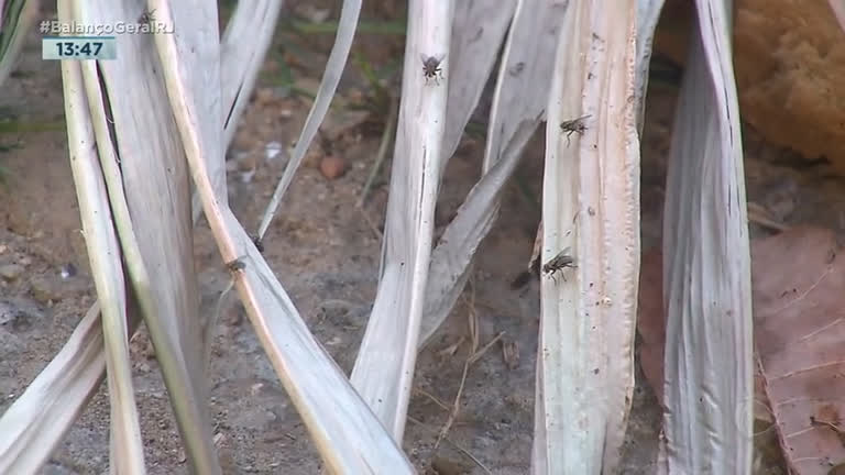 Vídeo: Abandono de terreno e lixo atraem moscas em casas na Ilha do Governador