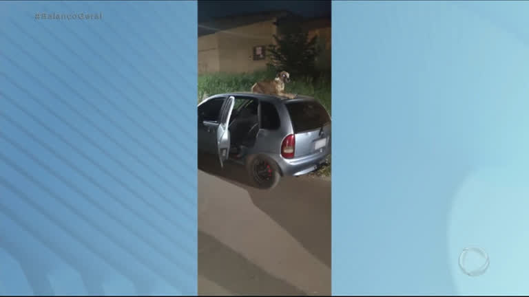 Vídeo: Cachorro sobe em carro furtado e só deixa veículo após a chegada do dono