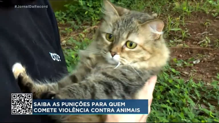 Vídeo: Lei exige que síndicos denunciem moradores por maus-tratos contra animais em SP