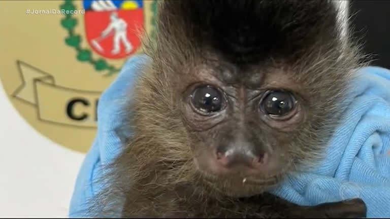 Vídeo: Suspeito de tráfico de animais é preso com macaco-prego em Curitiba (PR)