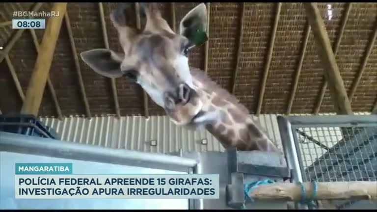 Vídeo: Polícia Federal apreende 15 girafas em resort da zona oeste