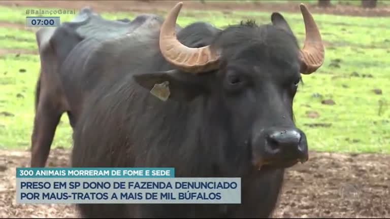 Vídeo: Preso em SP fazendeiro denunciado por maus-tratos a mais de mil búfalos