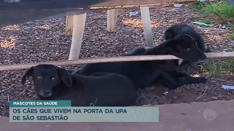 Vídeo: Cães vivem na porta da UPA de São Sebastião (DF) e viram mascotes da saúde