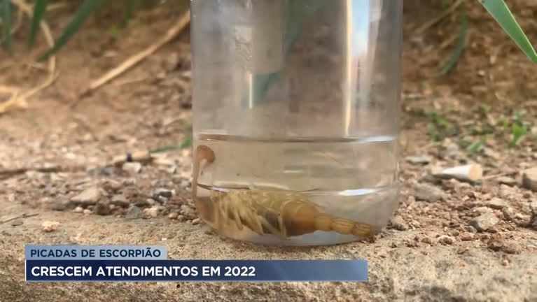 Vídeo: Casos de picadas de escorpião aumentam em Minas Gerais